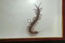 查获剧毒蜈蚣127条图片
