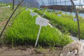 常用杀菌剂咪鲜胺，科学使用能防治恶苗病稻瘟病赤霉病炭疽病等图片