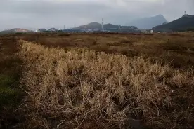 2006年日本在山东租地1500亩，闲置5年不去管，他们究竟有何阴谋图片