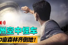 1994年，贵阳的都溪林场树木被拦腰截断，形成了一个奇怪的轨迹图片