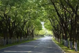 说说河北省11个地级市的市花、市树图片
