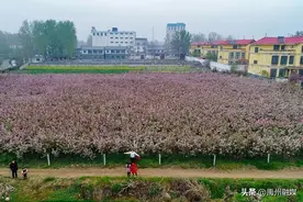 三月海棠花似海 美丽张庄等君来——花石镇河东张庄村海棠赏花节开幕啦图片