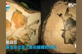 100亿？越南木匠锯“鳄鱼树”惊现兰花印！如何形成？为何这么贵图片