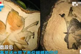 100亿？越南木匠锯“鳄鱼树”惊现兰花印！如何形成？为何这么贵图片