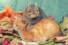 猫咪为什么会和母亲“近亲繁殖”，它们是没有羞耻心吗？图片