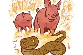 为什么再毒的蛇，都杀不死一头猪？反而猪还能把蛇当“辣条”吃图片