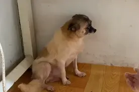 亲眼目睹同类被宰杀的狗狗，主人暖心陪伴不离不弃，带它走出阴影图片
