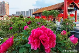 10条主题旅游线路邀你畅游菏泽图片