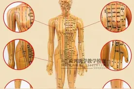 腧穴的作用图片
