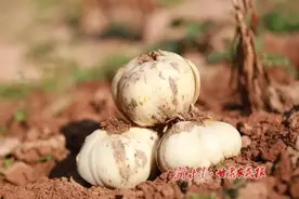 兰州百合：旷达西北里的另一份清丽图片