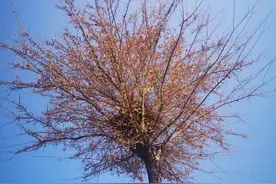 《废都》之《唐宛儿日记》（三）图片