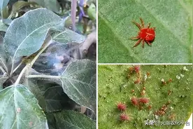当心螨虫危害果园！快速死虫、不生抗性，这款杀螨利器不容错过！图片