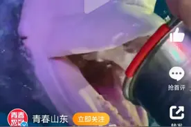 白鲸吃冰块不会寒气入体而“痛鲸”吗？图片