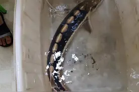 长江鲟现身湖北！4年放生34万尾，为啥还会被宣布“野外灭绝”？图片