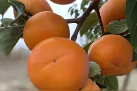 细菌性病害可致果树死棵绝收减产，精准识别对症防控，矫正很简单图片