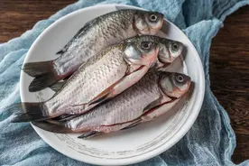 老话说“劝君莫食三月鲫”，3月份的鲫鱼不能吃？涨知识了图片