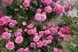 爬藤能力强的4种月季，慢慢开成“一面”花墙，美丽大方图片