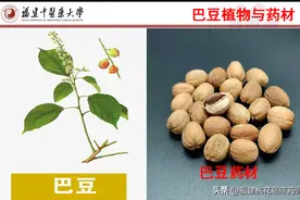 14味泻下中药的性味与功效图片