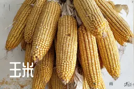 玉米发霉了怎么办？还能饲喂畜禽吗？图片
