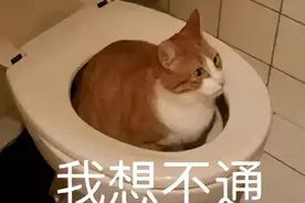 撸猫有“瘾”，奈何过敏！想养猫怕过敏有办法吗？图片