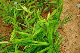 生姜什么时候种植好？怎样栽培和管理？图片
