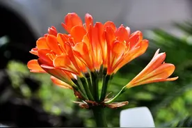 4种开花不是“好兆头”的花，长花箭赶紧剪，不然会后悔！图片