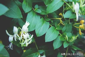 忍冬藤和金银花同出一处，功效相似，为什么古今医家评价不一图片