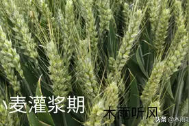小麦这个时期，再旱也不能浇水，因浇水而引起减产，得不偿失图片