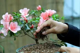 杜鹃花的特性与养护方法介绍图片