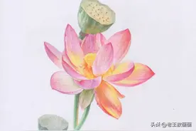 零基础自学彩铅，教你画一朵莲花图片