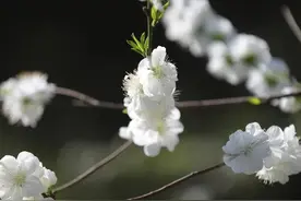梨花、杏花、桃花、紫叶李争相开放，你知道怎么分辨吗？图片