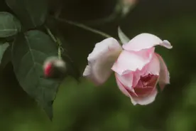 真爱一个人，就是心甘情愿付出图片