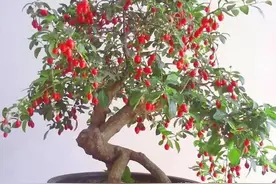 “人养花，花也养人”，家里有这6种花厉害了，对身体健康有帮助图片