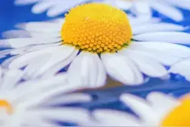 来聊聊，纯露是个什么鬼？图片