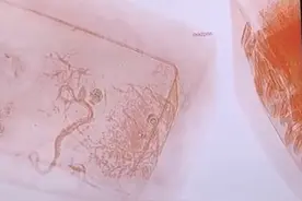 山东海关查获非法入境剧毒白唇竹叶青！致命率最高的毒蛇之一！图片