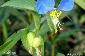野菜知识｜竹叶菜 淡竹叶 米汤菜图片