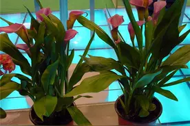 人养花，花养人，这5种“镇宅”花一养，家里超干净，好运连连来图片