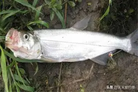 翘嘴红鲌在邛海“泛滥”，学会几种米级翘嘴钓法，过瘾还能致富图片