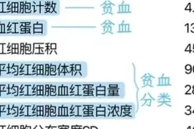 一张图教会你怎么看贫血图片