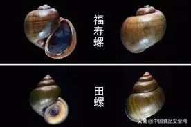 福寿螺进入繁殖季引关注！体内寄生虫多达上千条，这样的螺肉不要吃图片