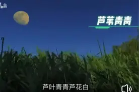听书笔记 中篇《芦苇青青》第四回“歼敌”（华士亭 张振华 张鉴庭）图片