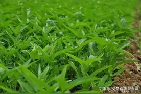 空心菜的种植技巧图片