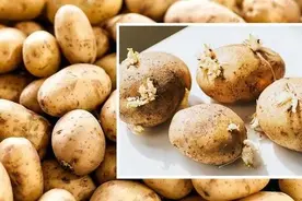 不会发芽或变绿！用新的储存方法使土豆可食用6个月之久图片