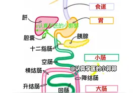 人体内脏器官图大汇总 太全了，很难找齐了，你需要的都在这里啦图片