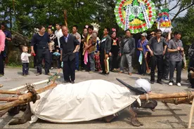 2013年，贵州一头老牛去世，500多人送葬，年年用茅台酒祭祀图片