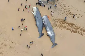 自然老死的鲸鱼会经历什么，真的会被淹死吗？实际比淹死更折腾图片