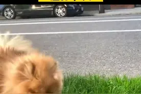 狗狗最多可以憋尿多久图片