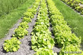 一年二十四节气蔬菜种植时间，什么时候种什么菜，一看就明白图片