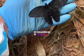 3月28日，广西梧州，搜寻现场救援人员轻轻托起一只黑色蝴蝶，网友：愿你化作蝴蝶魂归故里#向遇难的同胞致哀 视频封面