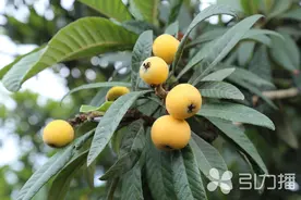 水果界五月“顶流”来了！东山白沙枇杷5月15日起大批量上市图片